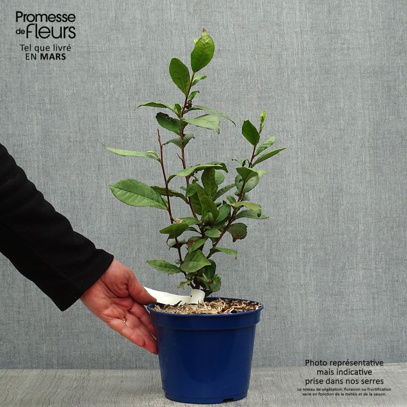 Amostra de Camellia sinensis Théojardin Vaso de 2 L/3 L tal como entregue na primavera