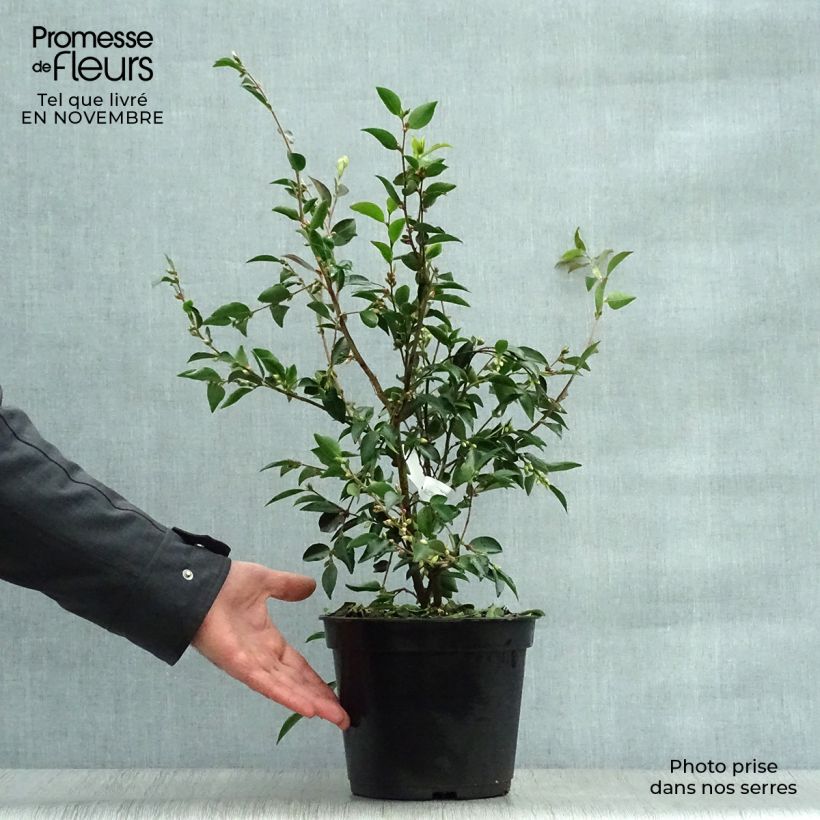 Amostra de Camellia transnokoensis Vaso de 4 L/5 L tal como entregue no outono