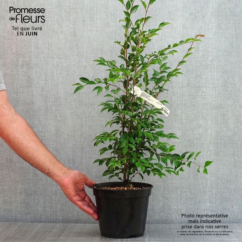 Amostra de Camellia transnokoensis Vaso de 4 L/5 L tal como entregue no verão