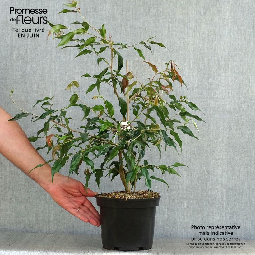 Amostra de Camellia tsaii Vaso de 4 L/5 L tal como entregue no verão