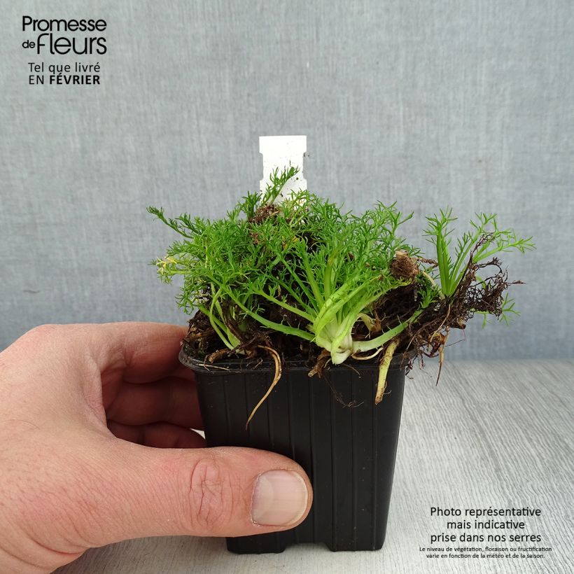 Amostra de Chamaemelum nobile Ligulosum Vaso de 8/9 cm tal como entregue no inverno