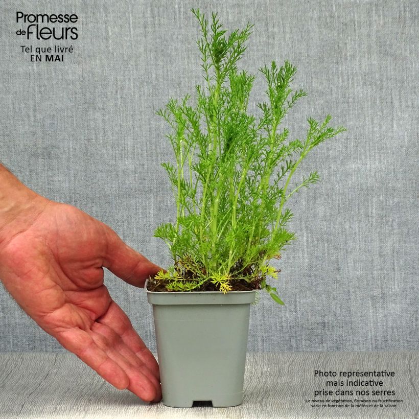 Amostra de Chamaemelum nobile Ligulosum Vaso de 8/9 cm tal como entregue na primavera