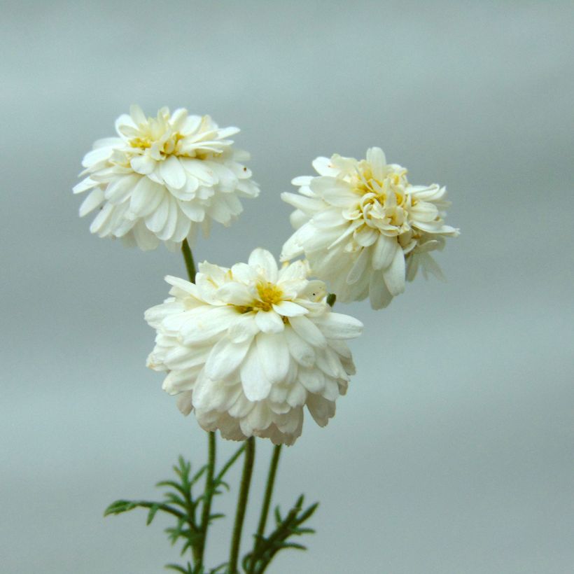 Chamaemelum nobile Treneague (Floração)