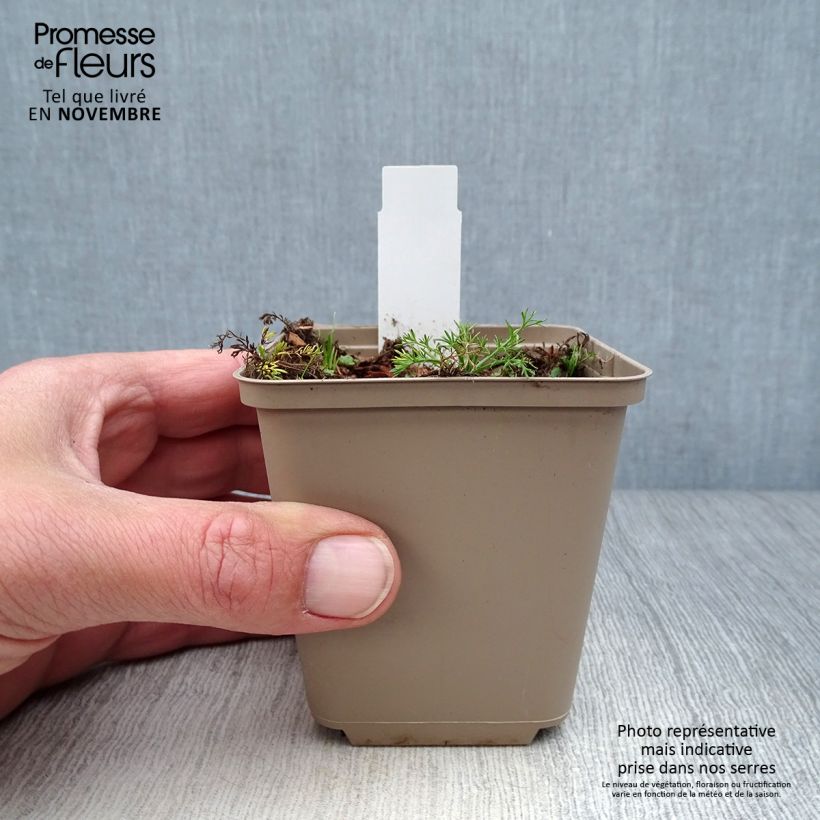 Amostra de Chamaemelum nobile Treneague Vaso de 8/9 cm tal como entregue no outono