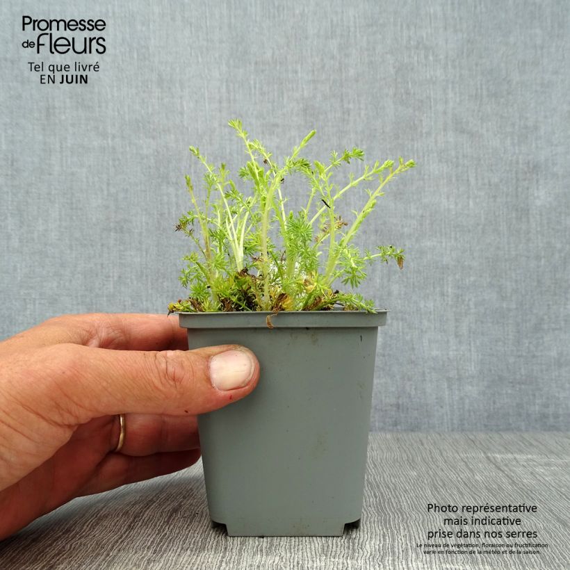 Amostra de Chamaemelum nobile Treneague Vaso de 8/9 cm tal como entregue no verão
