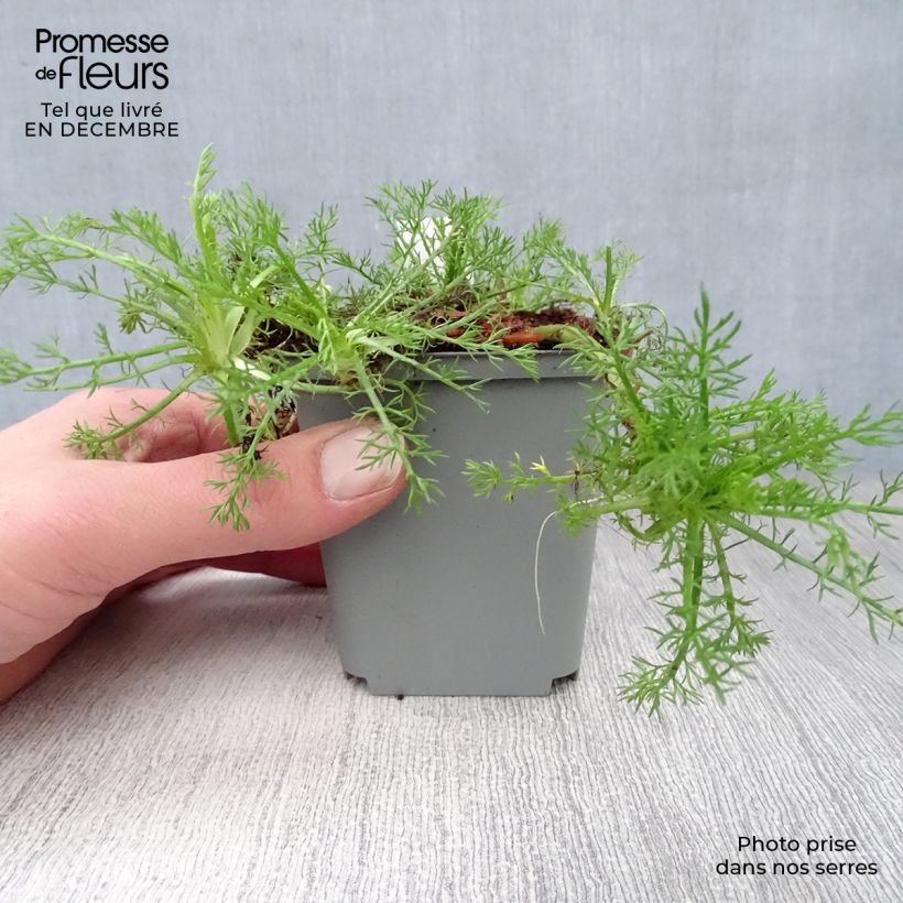 Amostra de Chamaemelum nobile Treneague Vaso de 8/9 cm tal como entregue no inverno