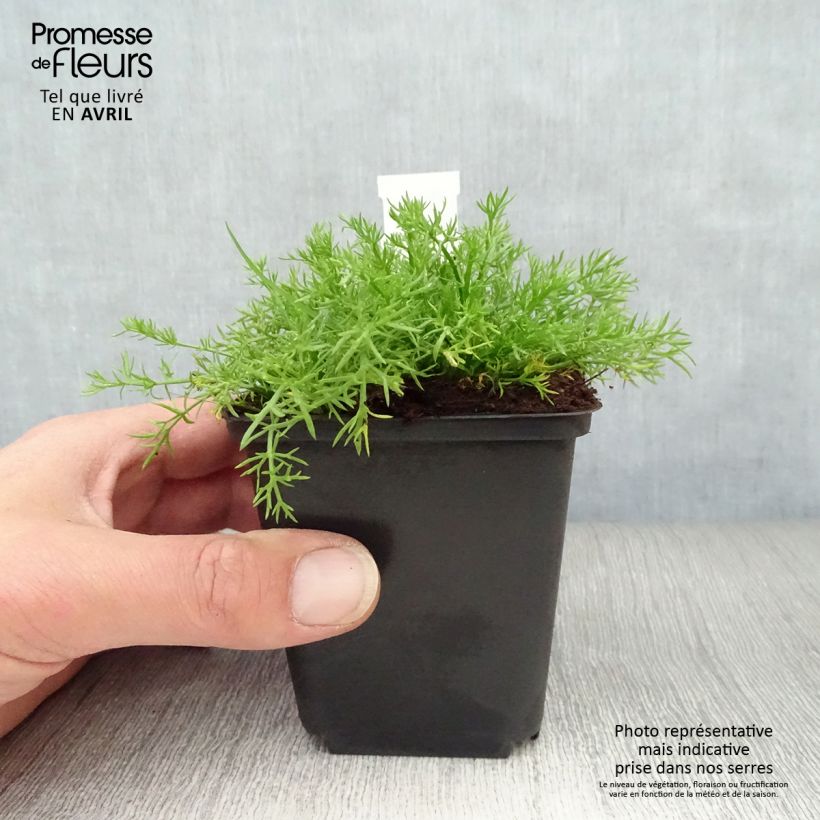 Amostra de Chamaemelum nobile Treneague Vaso de 8/9 cm tal como entregue na primavera