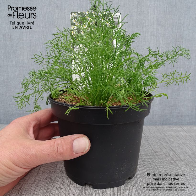 Amostra de Camomille allemande - Matricaria recutita (chamomilla) Pot de 1,5L/2L tal como entregue na primavera