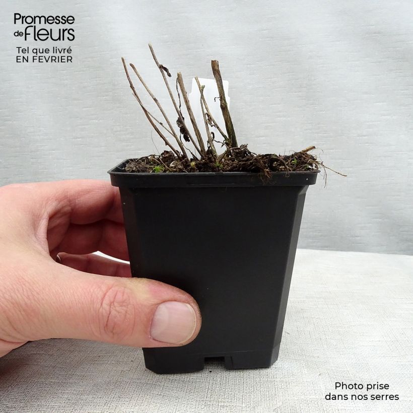 Amostra de Campanula Sarastro - Campanule hybride Vaso de 8/9 cm tal como entregue no inverno