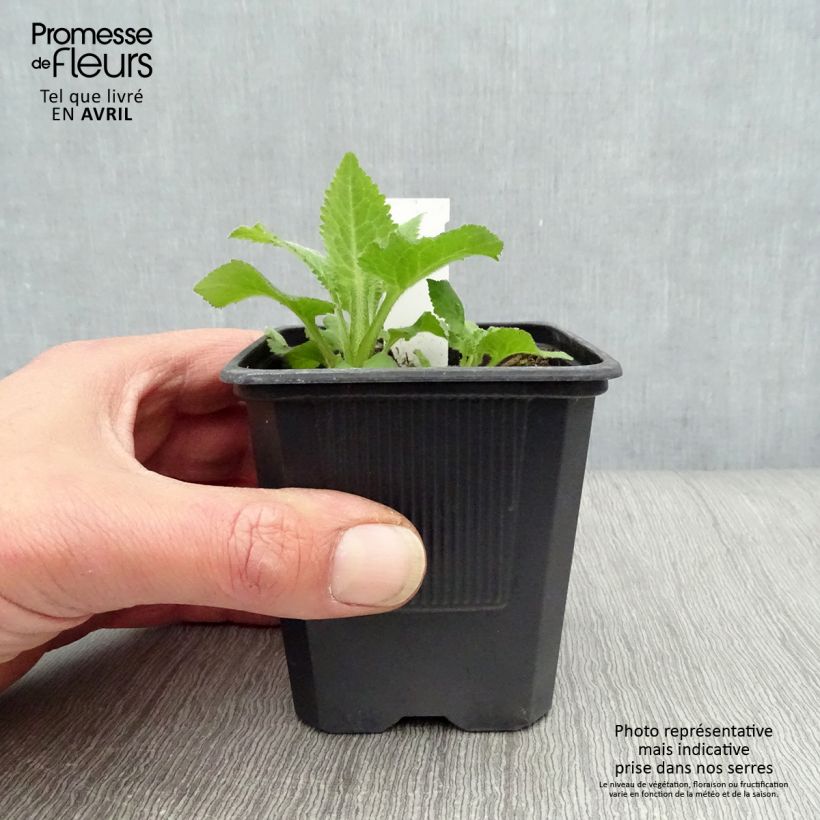 Amostra de Campânula Sarastro Vaso de 8/9 cm tal como entregue na primavera