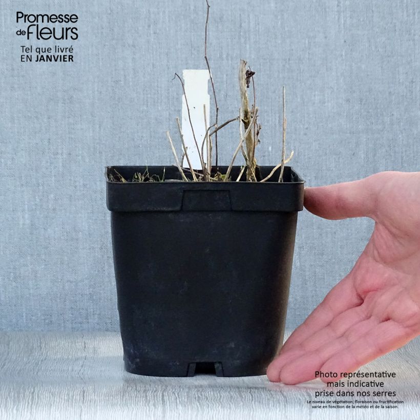 Amostra de Campanula Sarastro - Campanule hybride Vaso de 2 L/3 L tal como entregue no inverno