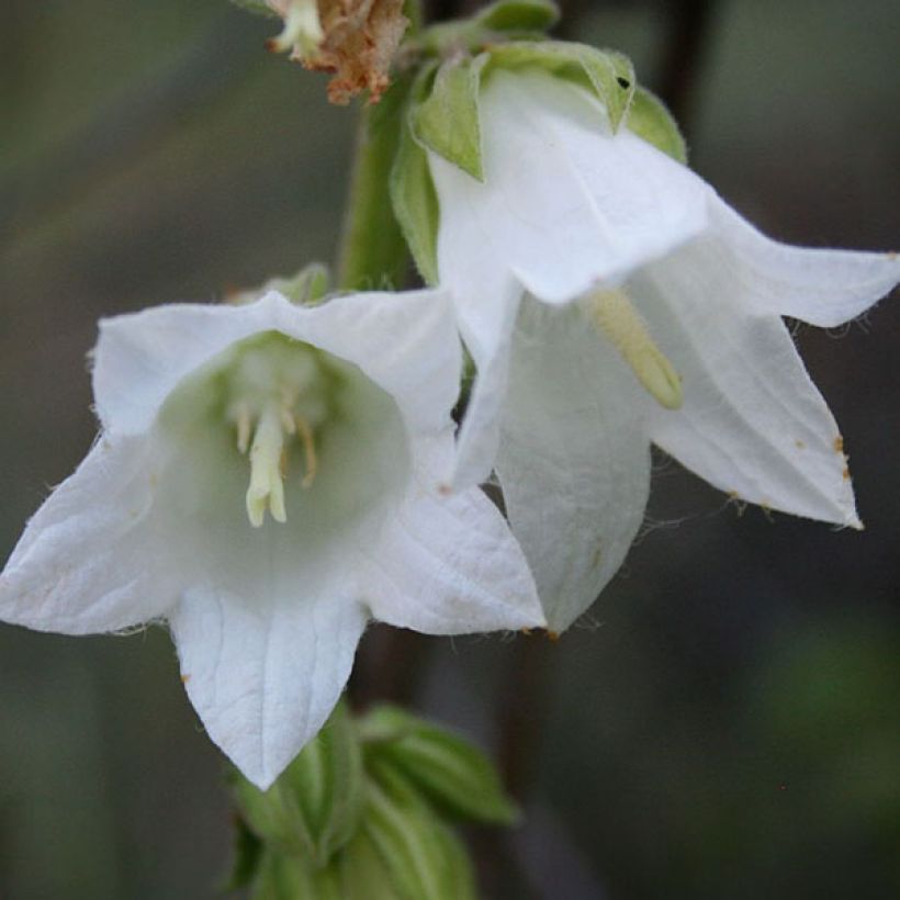 Campânula alliariifolia (Floração)