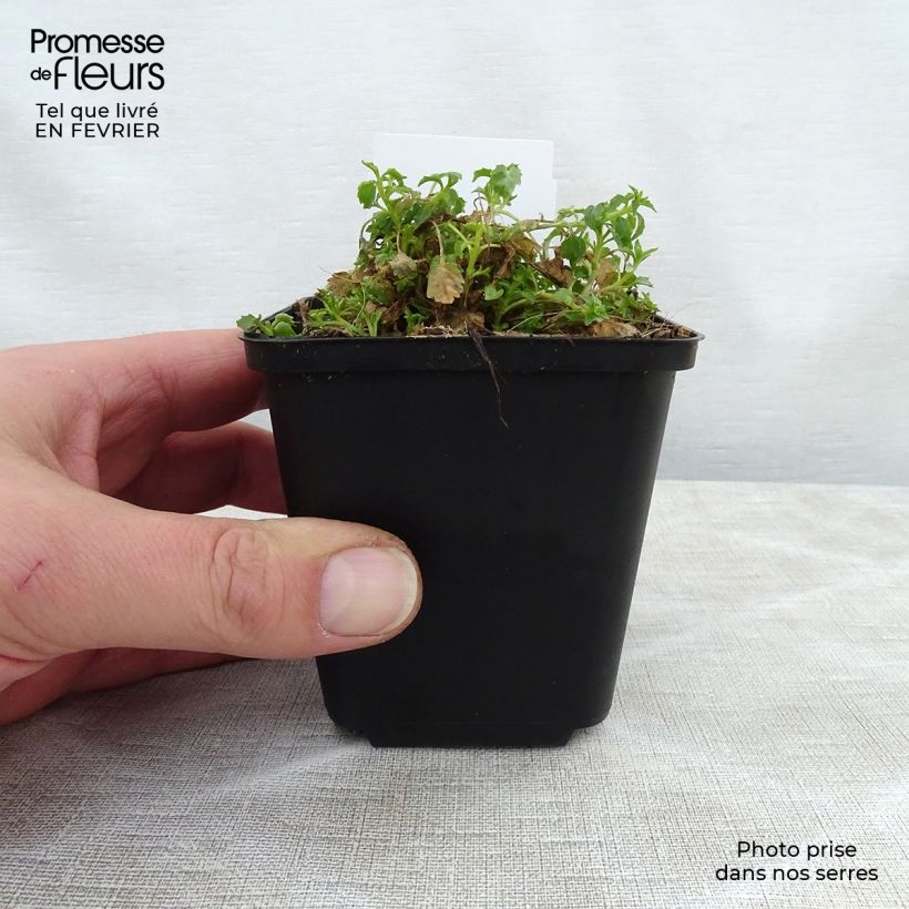 Amostra de Campanula cochleariifolia Alba - Campanule à feuilles de cochléaire  Vaso de 8/9 cm tal como entregue no inverno