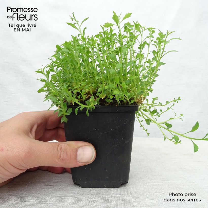 Amostra de Campânula cochleariifolia Alba Vaso de 8/9 cm tal como entregue na primavera