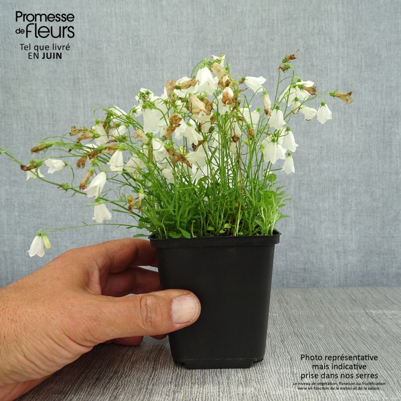 Amostra de Campânula cochleariifolia Alba Vaso de 8/9 cm tal como entregue no verão