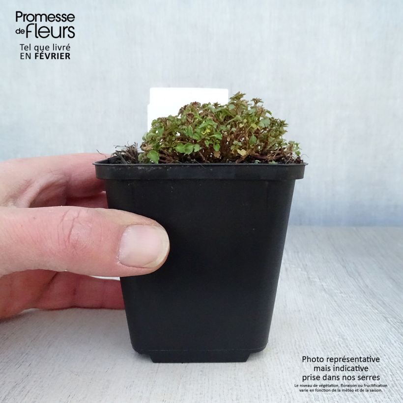 Amostra de Campanula cochleariifolia - Campanule à feuilles de cochléaire Vaso de 8/9 cm tal como entregue no inverno