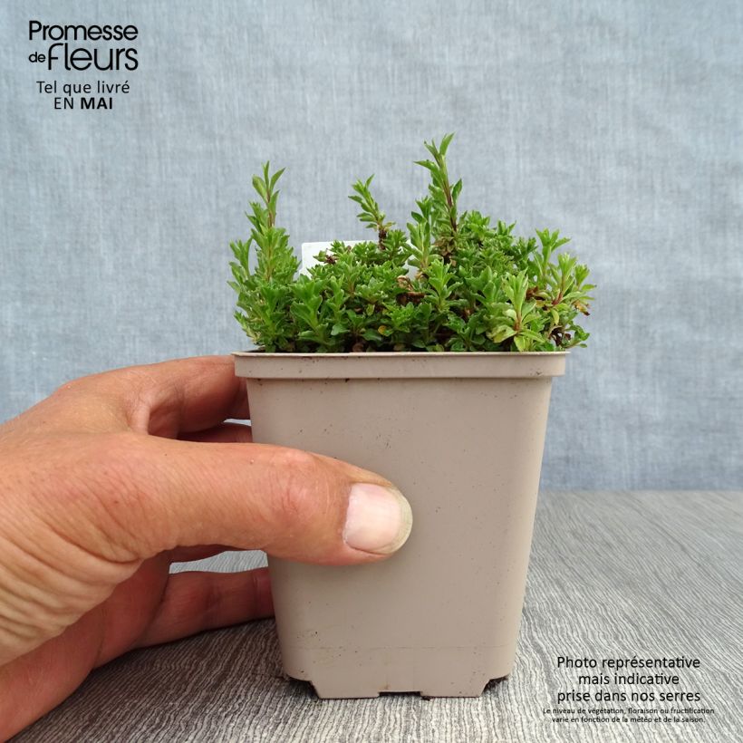 Amostra de Campânula cochleariifolia Vaso de 8/9 cm tal como entregue na primavera