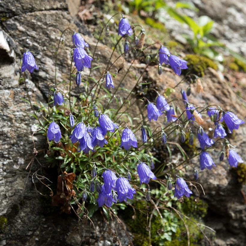 Campânula cochleariifolia (Hábito)