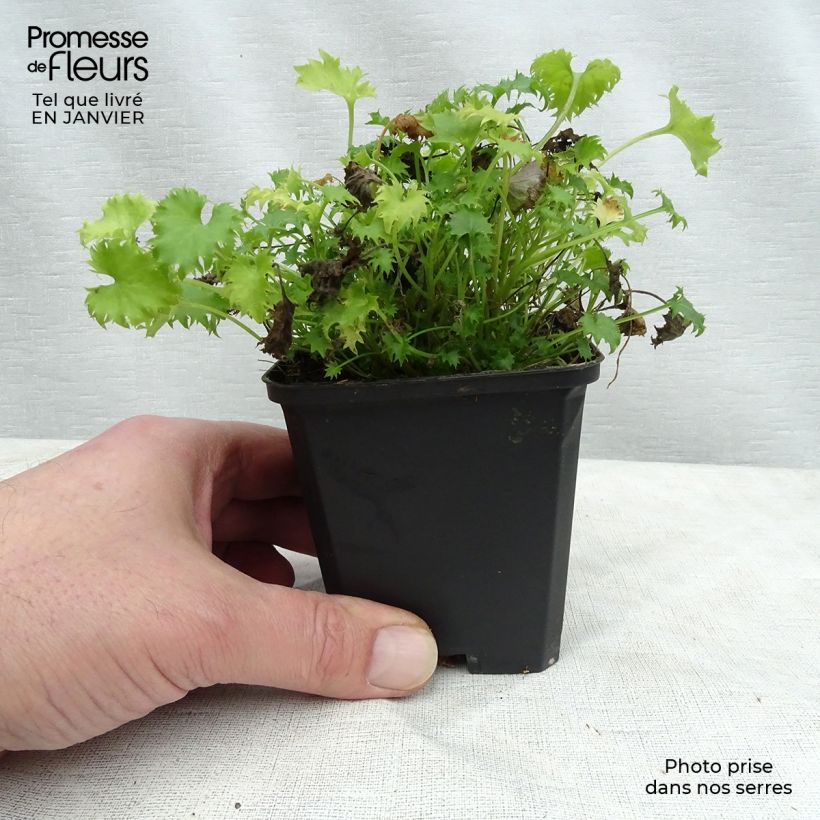 Amostra de Campanula garganica Vaso de 8/9 cm tal como entregue no inverno