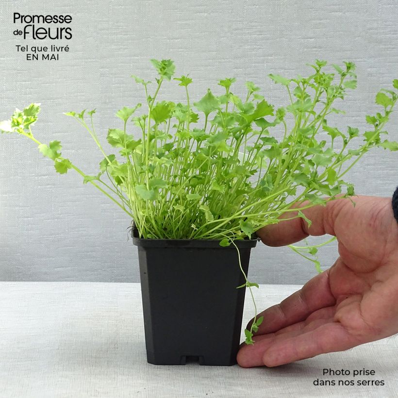 Amostra de Campânula garganica Vaso de 8/9 cm tal como entregue na primavera