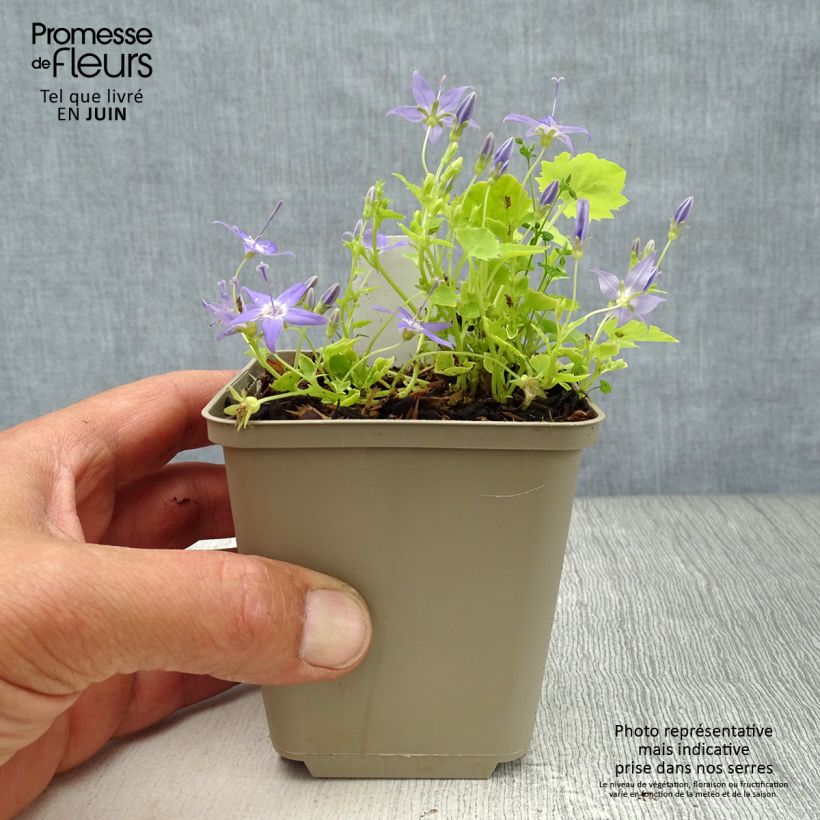 Amostra de Campânula garganica Dickson s Gold Vaso de 8/9 cm tal como entregue no verão