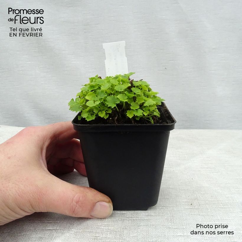 Amostra de Campanula garganica Dickson s Gold - Campanule étoilée Vaso de 8/9 cm tal como entregue no inverno