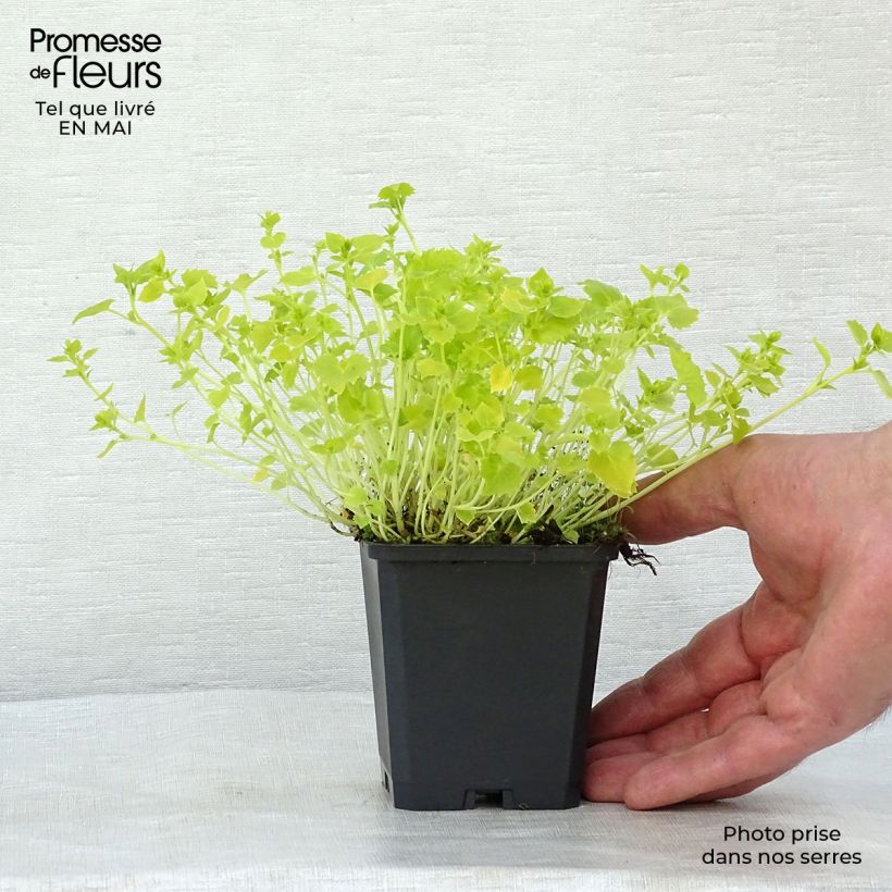 Amostra de Campânula garganica Dickson s Gold Vaso de 8/9 cm tal como entregue na primavera