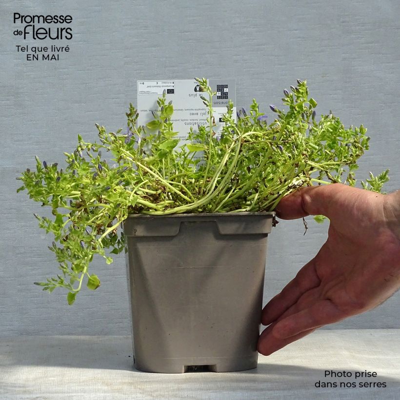 Amostra de Campânula garganica Dickson s Gold Vaso de 2 L/3 L tal como entregue na primavera