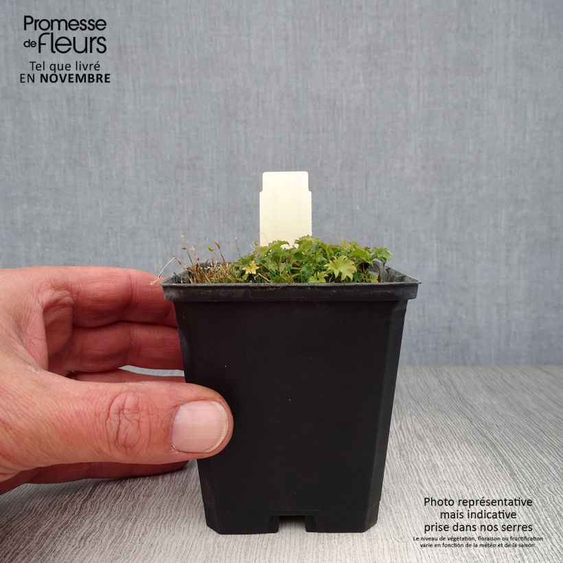 Amostra de Campânula garganica Vaso de 8/9 cm tal como entregue no outono