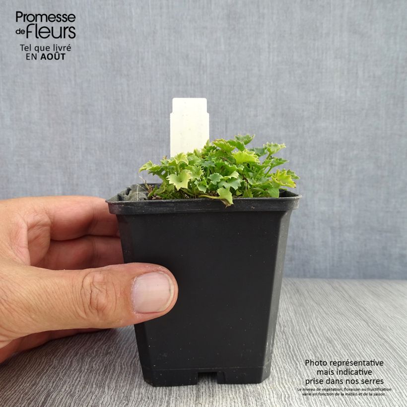 Amostra de Campânula garganica Vaso de 8/9 cm tal como entregue no verão