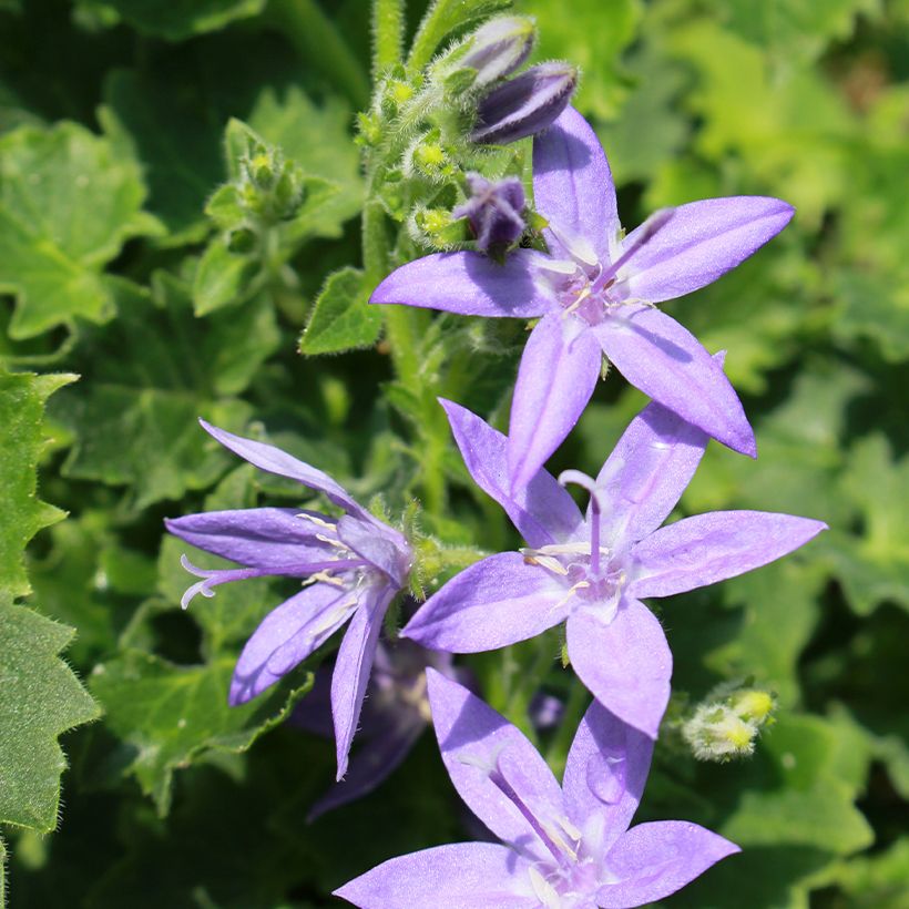 Campânula garganica (Floração)