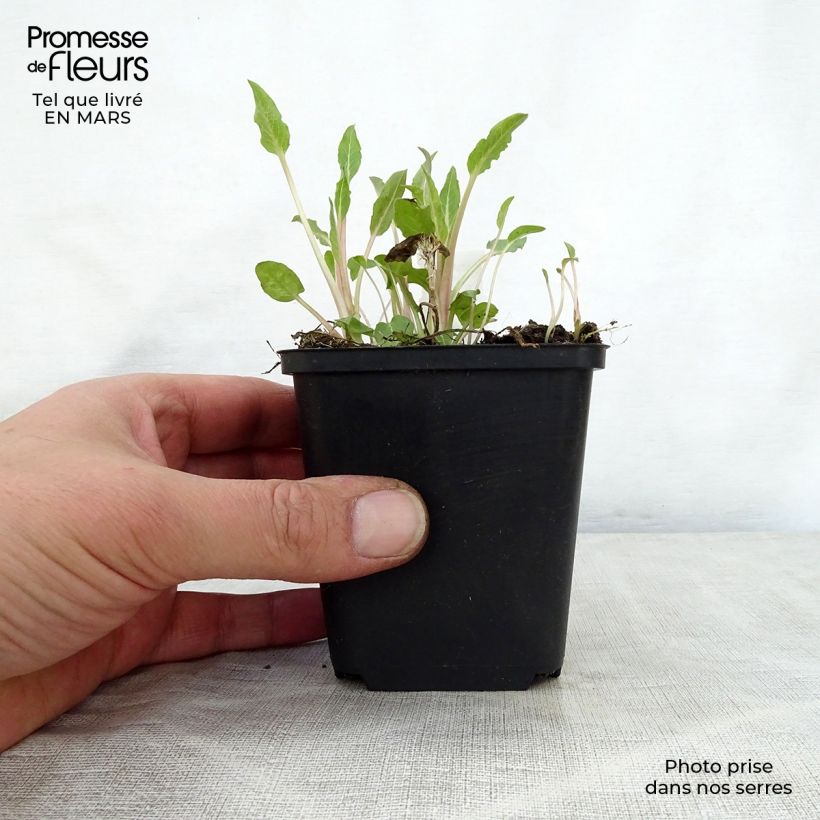 Amostra de Campânula glomerata Genti Twisterbell Vaso de 8/9 cm tal como entregue na primavera