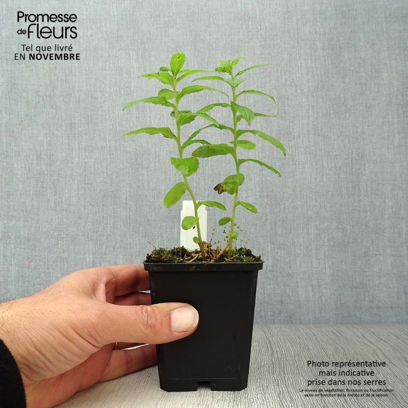 Amostra de Campânula lactiflora Alba Vaso de 8/9 cm tal como entregue no outono
