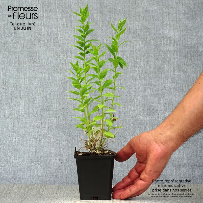Amostra de Campânula lactiflora Alba Vaso de 8/9 cm tal como entregue no verão