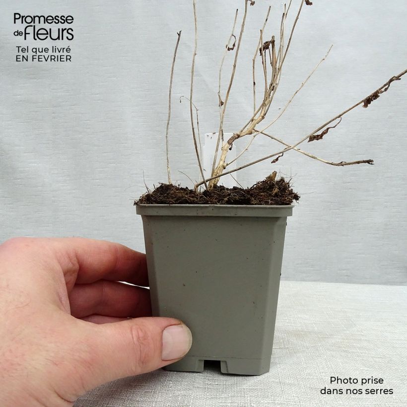 Amostra de Campanule lactiflora Alba Vaso de 8/9 cm tal como entregue no inverno