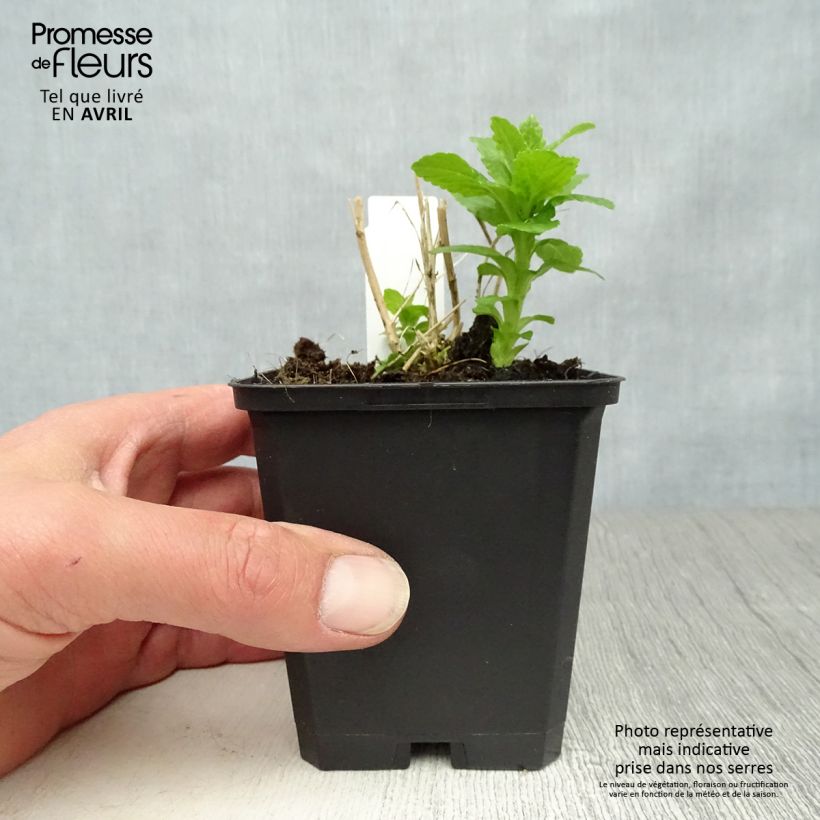 Amostra de Campânula lactiflora Alba Vaso de 8/9 cm tal como entregue na primavera