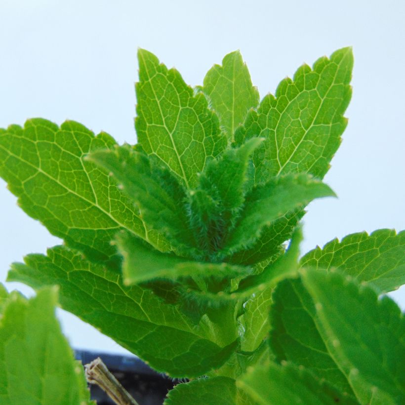 Campânula lactiflora Blue Pouffe (Folhagem)