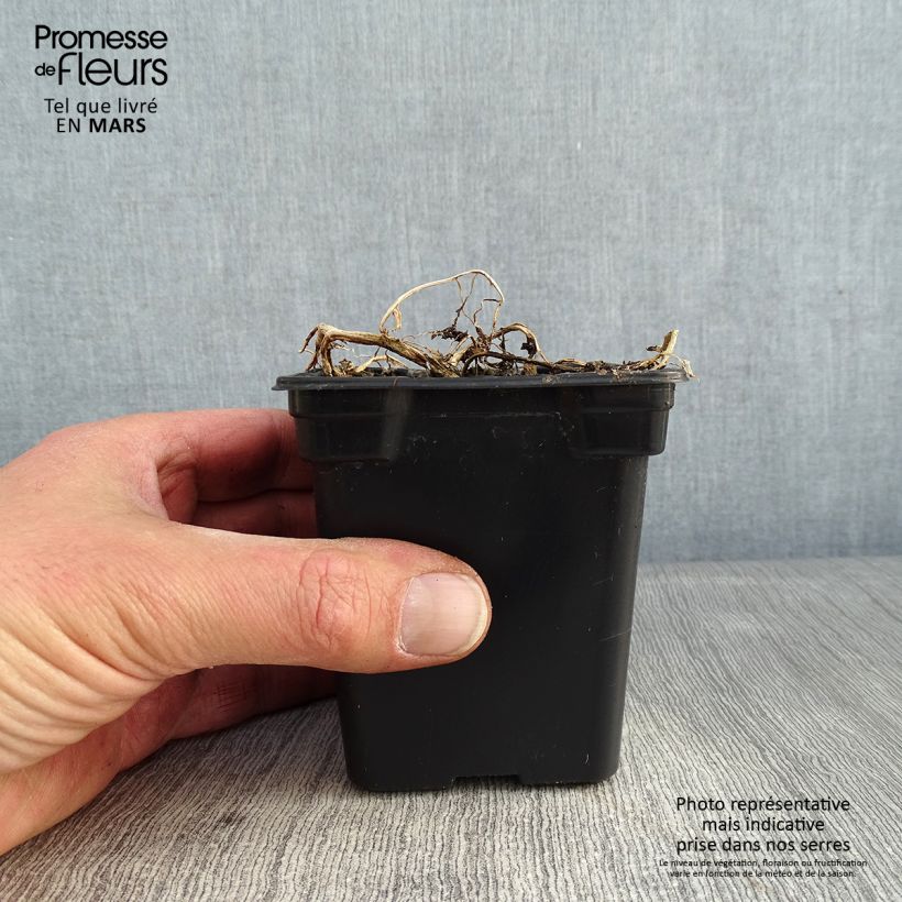 Amostra de Campanula lactiflora Blue Pouffe - Campanule laiteuse Vaso de 7/8 cm tal como entregue no inverno