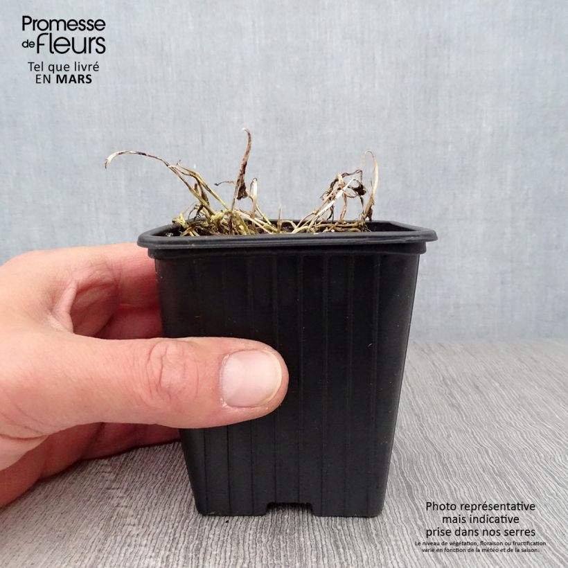 Amostra de Campânula lactiflora Blue Pouffe Vaso de 7/8 cm tal como entregue na primavera