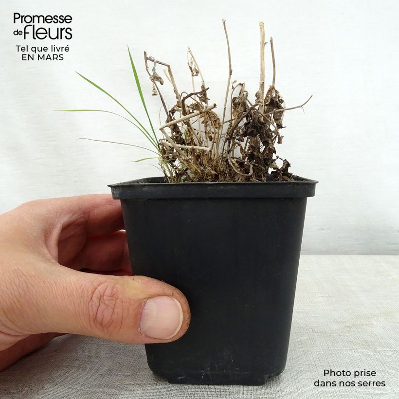 Amostra de Campânula lactiflora White Pouffe Vaso de 8/9 cm tal como entregue na primavera