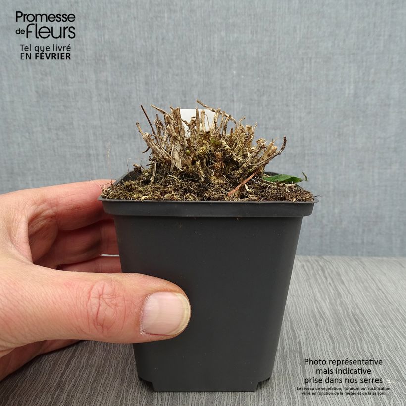 Amostra de Campanula lactiflora White Pouffe - Campanule laiteuse Vaso de 8/9 cm tal como entregue no inverno