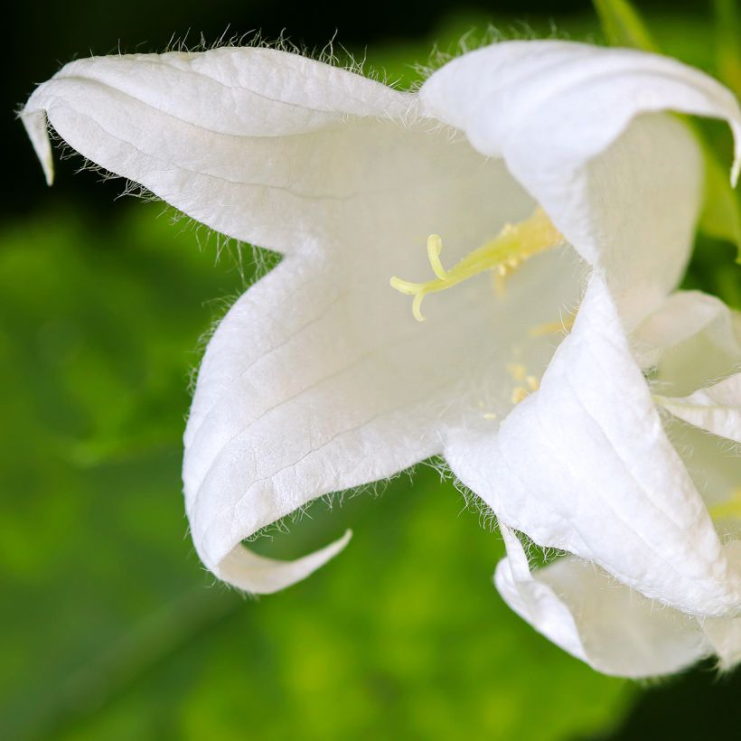 Campânula lactiflora White Pouffe (Floração)