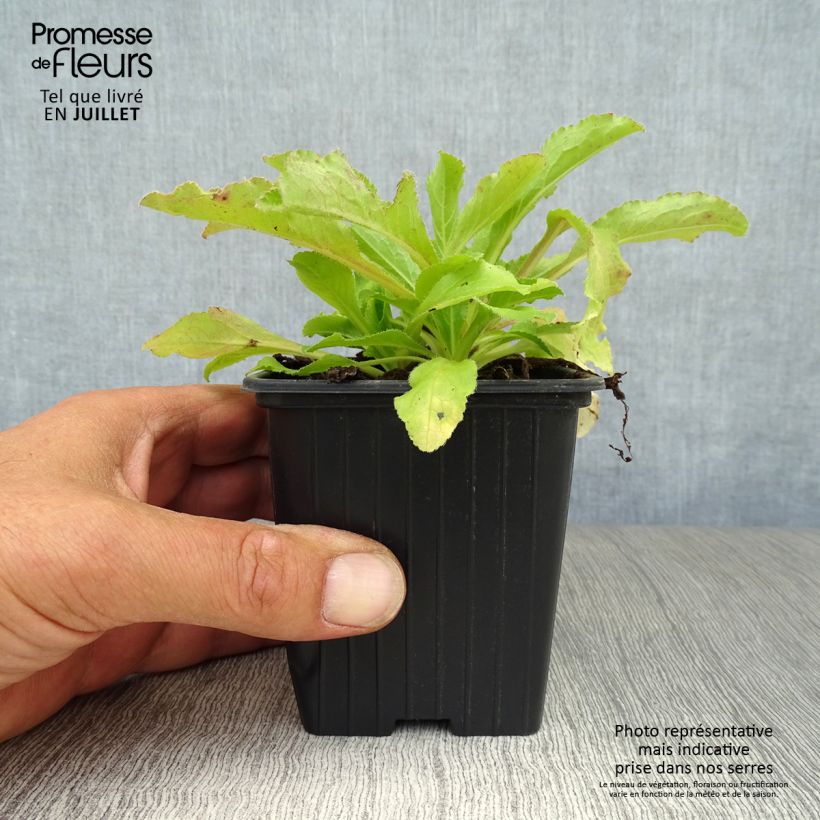 Amostra de Campânula média azul Vaso de 7/8 cm tal como entregue no verão