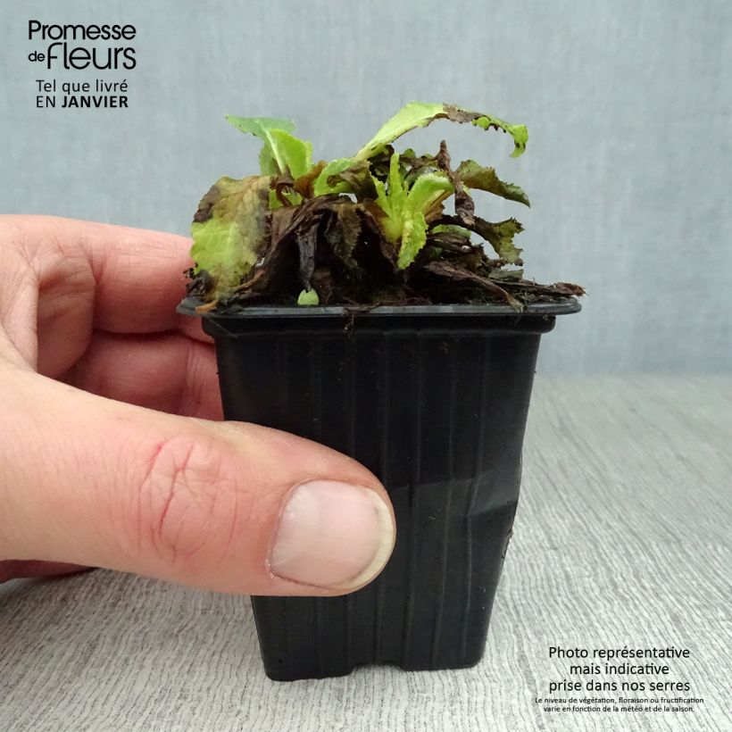 Amostra de Campanula medium bleue - Campanule carillon Vaso de 7/8 cm tal como entregue no inverno