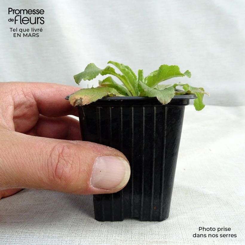 Amostra de Campânula média azul Vaso de 7/8 cm tal como entregue na primavera