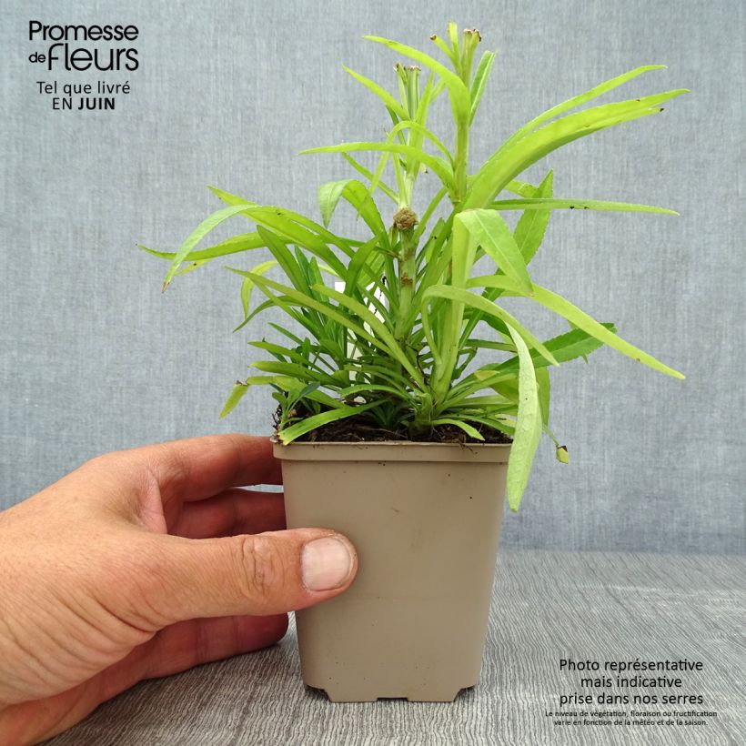 Amostra de Campânula persicifolia La Bello Vaso de 8/9 cm tal como entregue no verão