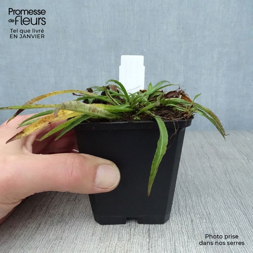 Amostra de Campanula persicifolia La Bello - Campanule à feuilles de pêcher Vaso de 8/9 cm tal como entregue no inverno