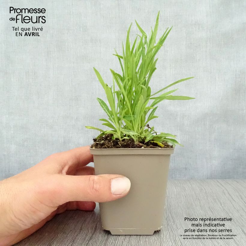 Amostra de Campânula persicifolia La Bello Vaso de 8/9 cm tal como entregue na primavera