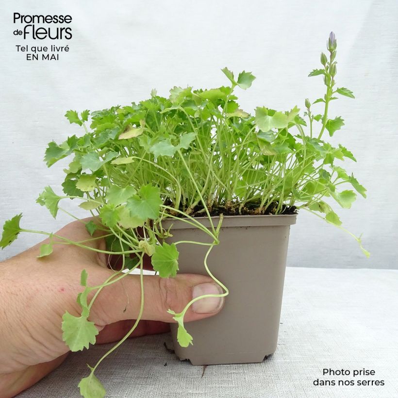 Amostra de Campânula portenschlagiana Resholt Variety Vaso de 8/9 cm tal como entregue na primavera