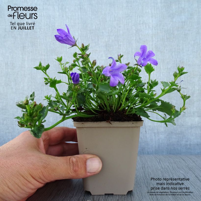 Amostra de Campânula portenschlagiana Resholt Variety Vaso de 8/9 cm tal como entregue no verão